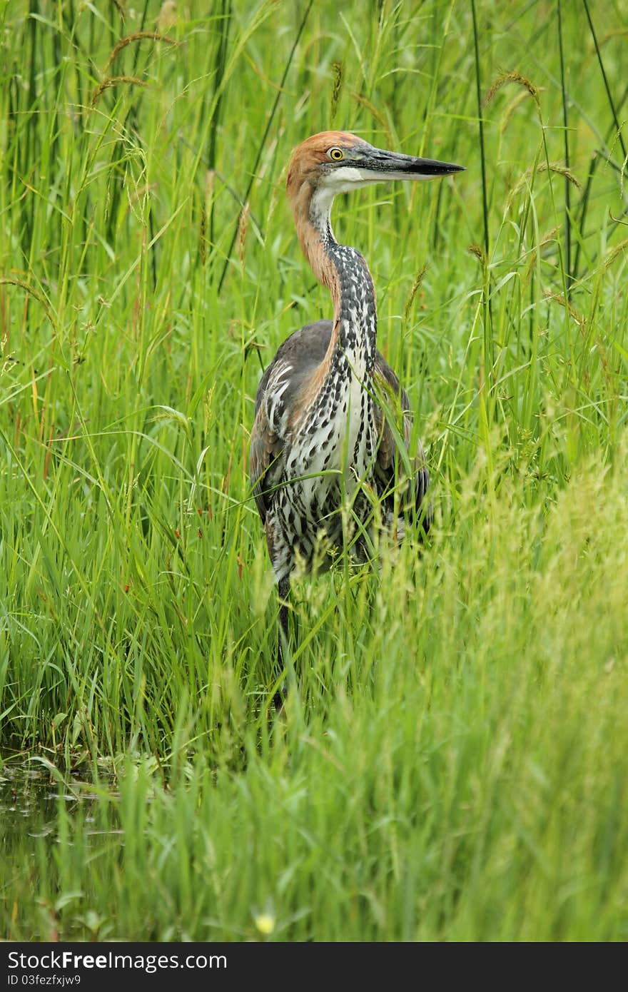 Goliath Heron