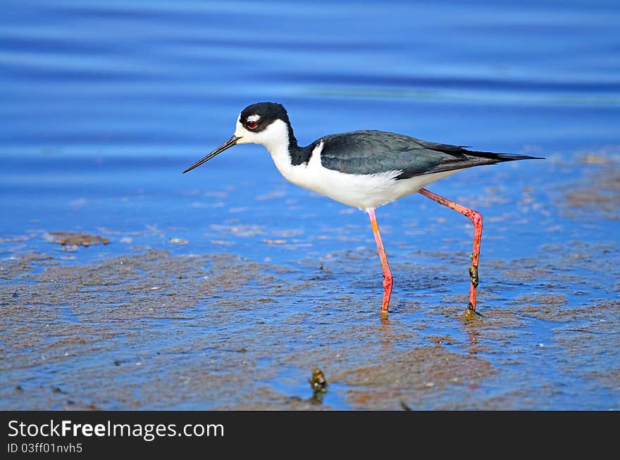 Black-necked Stilt