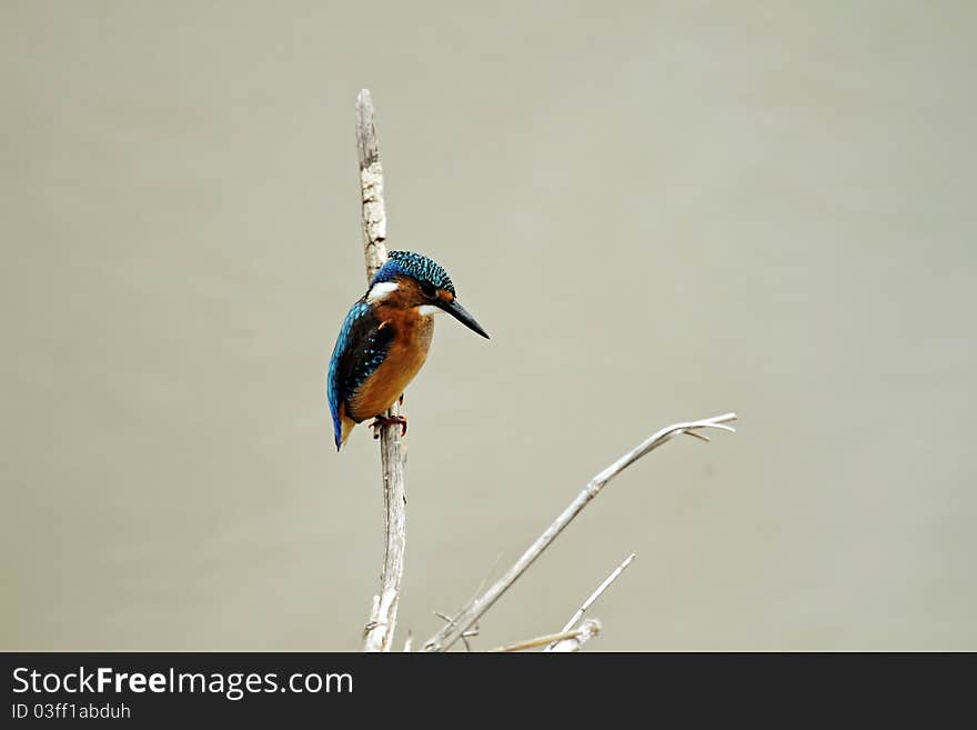 Malachite Kingfisher sitting on branch over river, juvenile. Malachite Kingfisher sitting on branch over river, juvenile