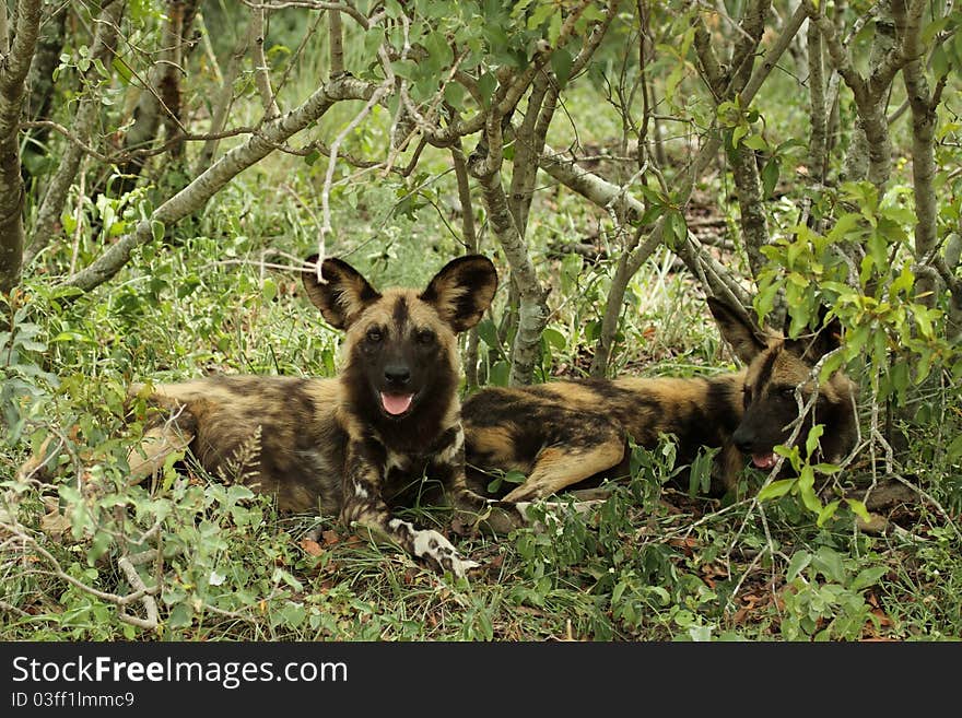 Wild dog resting in bush. Wild dog resting in bush