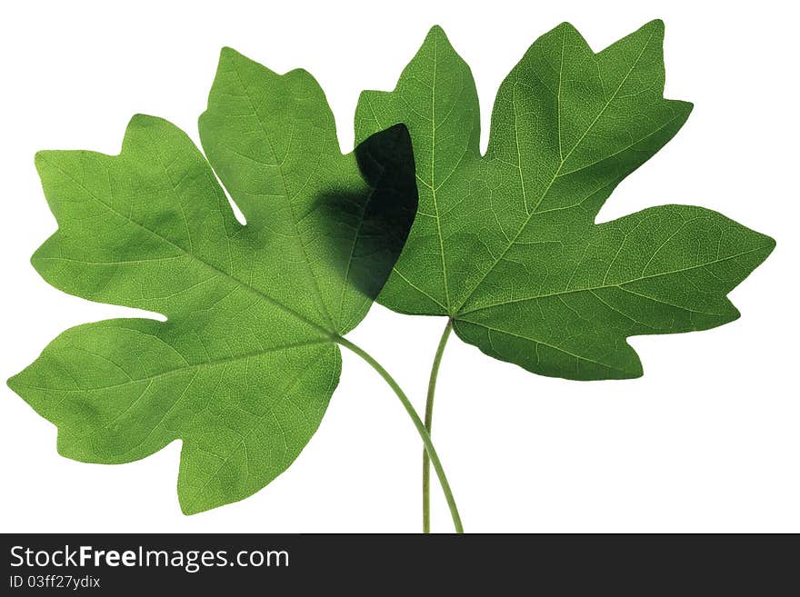 Young leaves isolated on white background