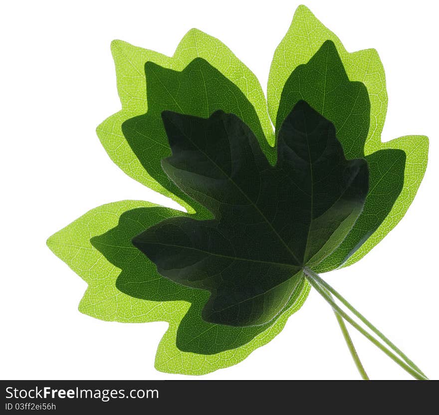 Young leaves isolated on white background