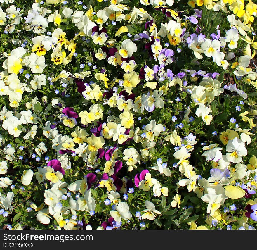 Floral background: lot of yellow pansies. Floral background: lot of yellow pansies