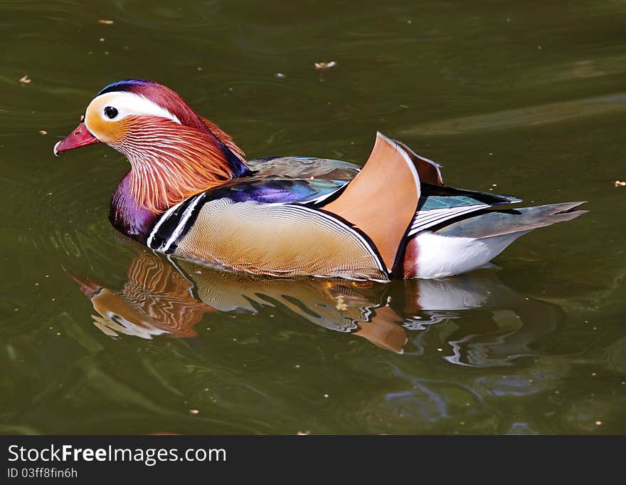 Colorful Mandarin Duck (Aix galericulata)