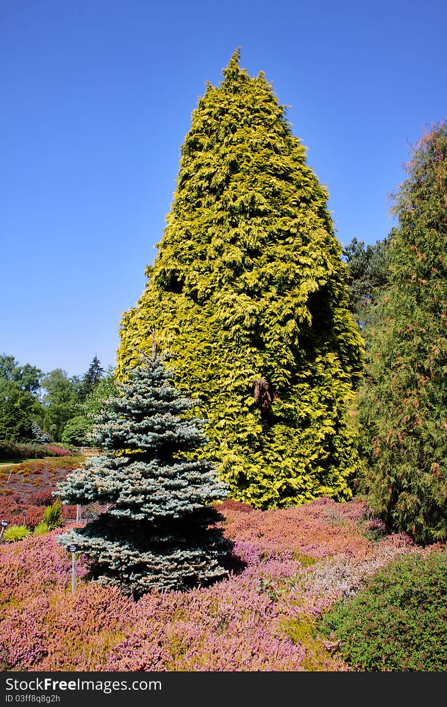 A colorful English Heather Garden in Spring