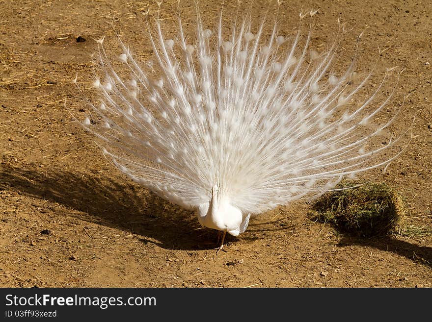 Beautiful white peacock posing of the poultry yard