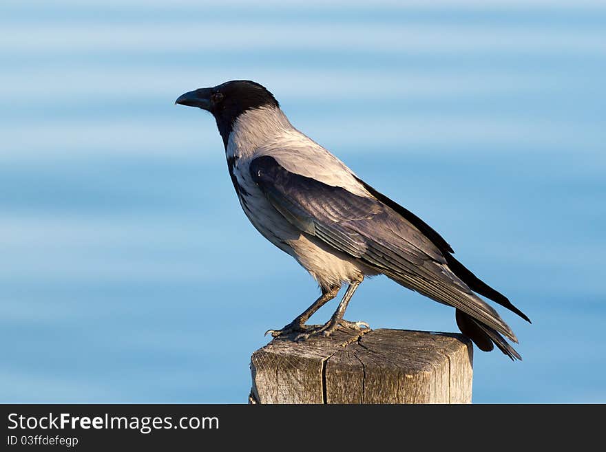 Hooded Crow