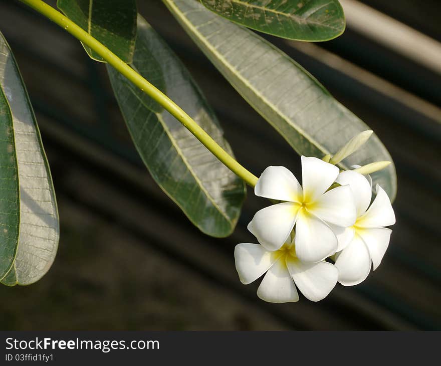 Plumeria Or Templetree