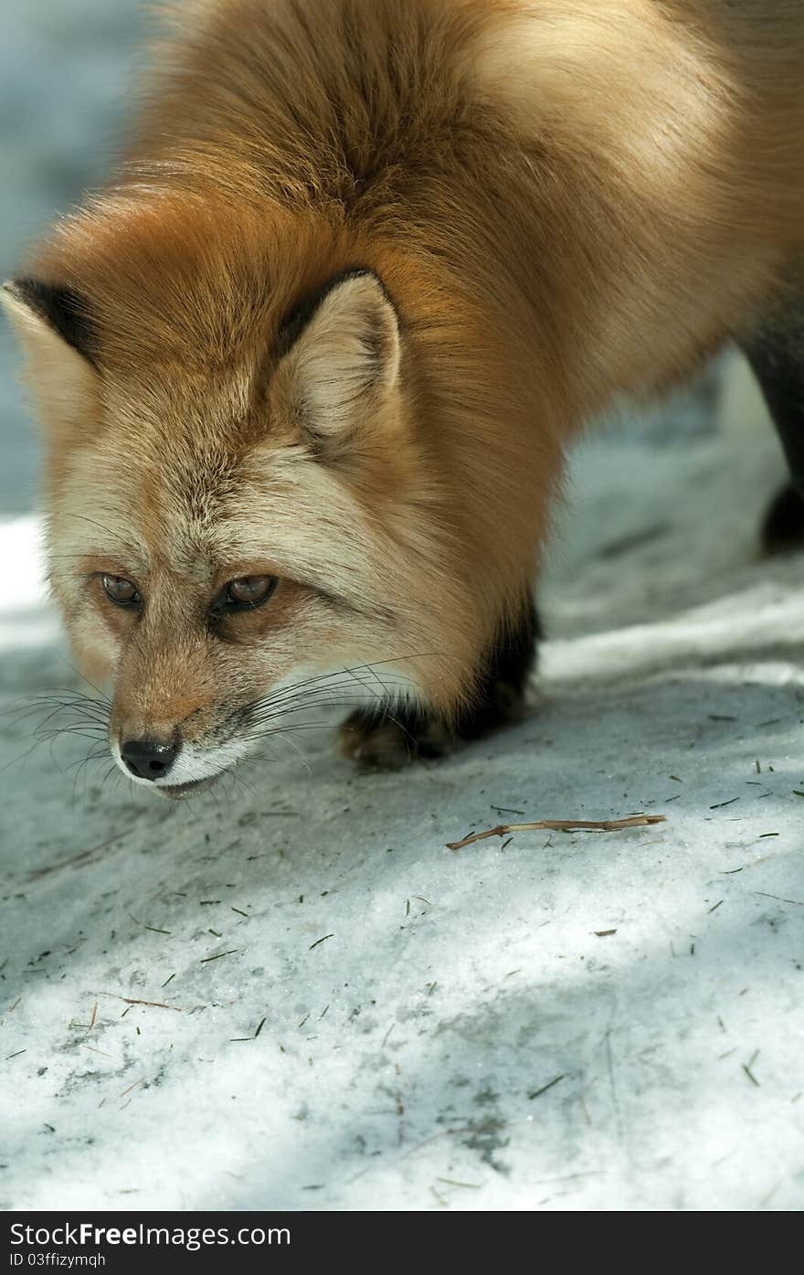 Red fox foraging in winter