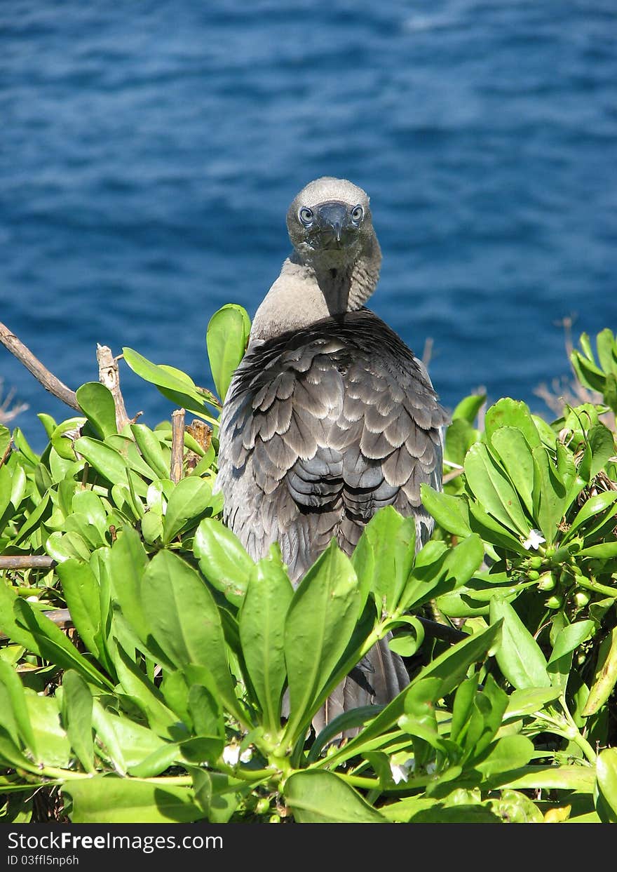 Booby bird