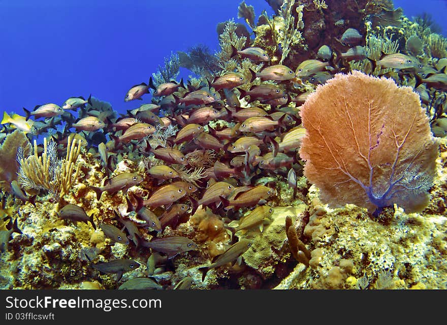 School of Fish and Sea Fan in Cayman Brac