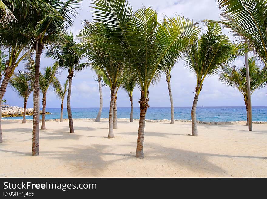 Palm trees on tropical beach