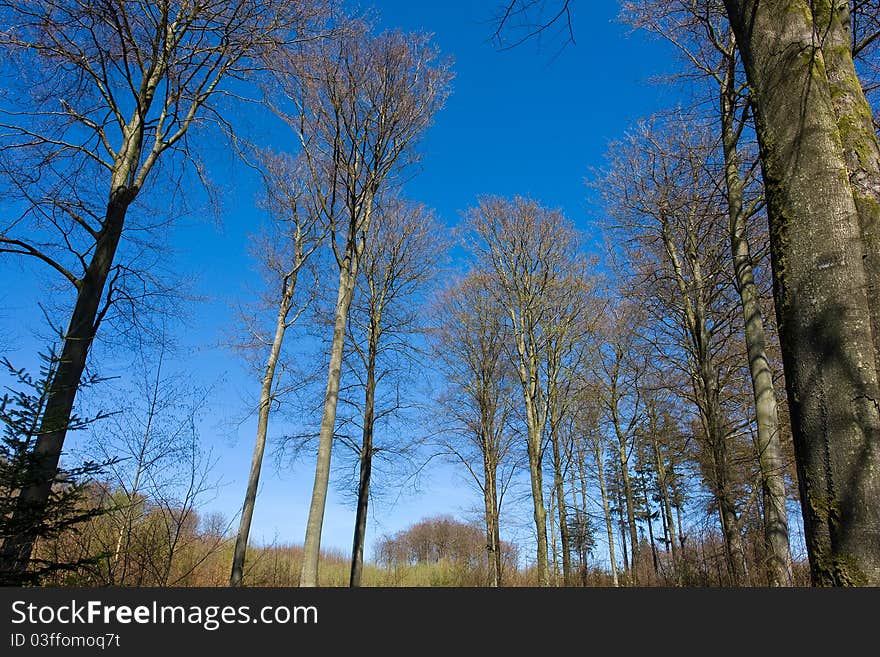 Tall trees outdoors nature forest with clear blue sky background. Tall trees outdoors nature forest with clear blue sky background