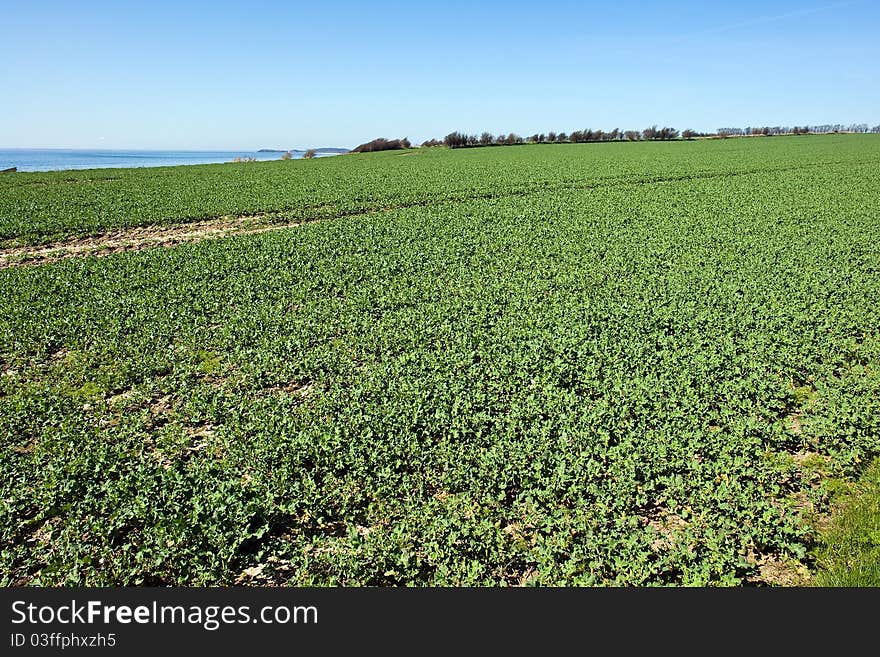 Summer green field with calm sea landscape perfect agriculture background image. Summer green field with calm sea landscape perfect agriculture background image