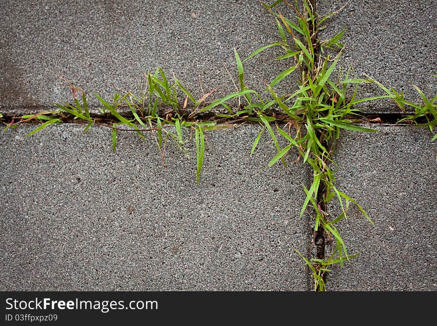 Green grass on concrete block background. Green grass on concrete block background