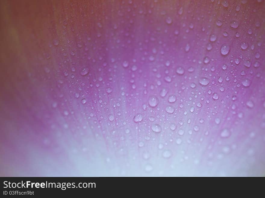 Water drops on lotus petals background