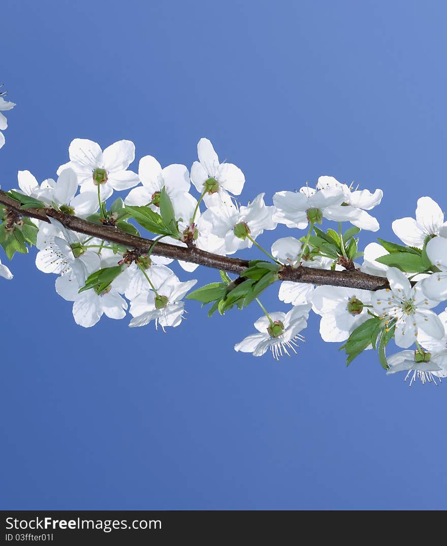 The brunch of blossoming spring tree