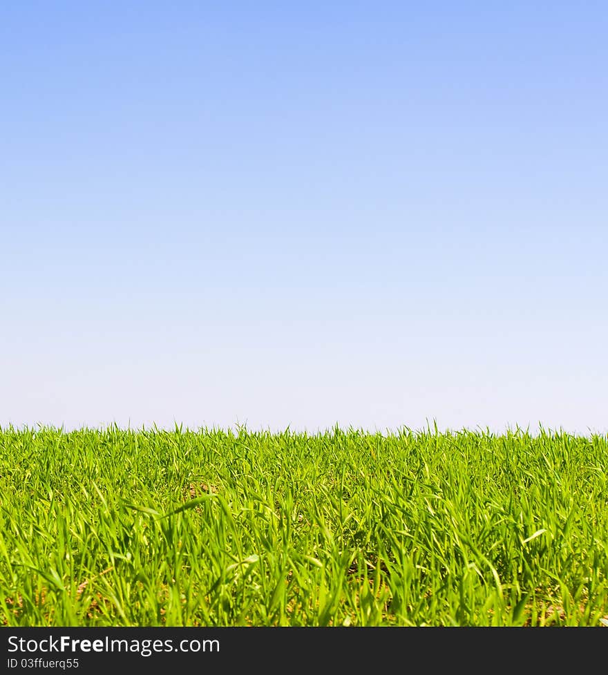 Beautiful green field during springtime