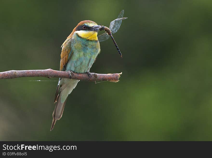 European bee eater on branch with flydragon