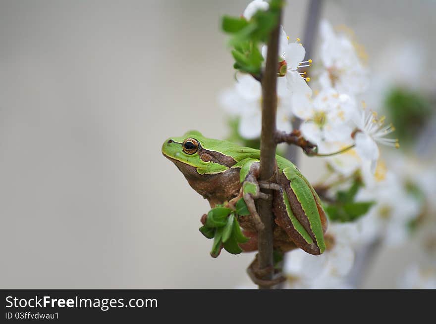 Tree frog