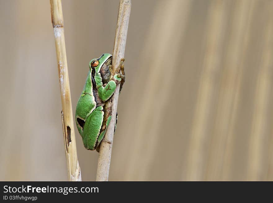 Tree frog