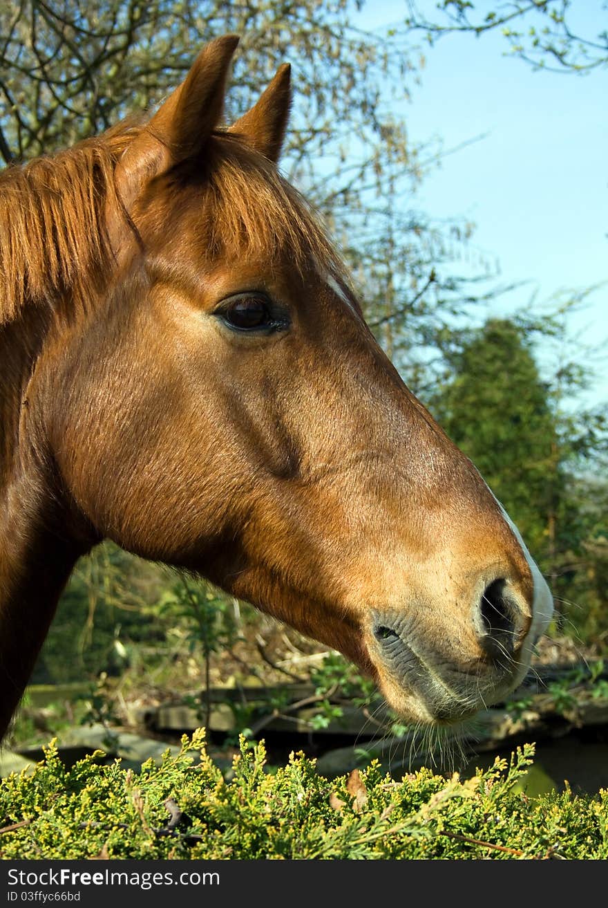 Close up of a horse in summer