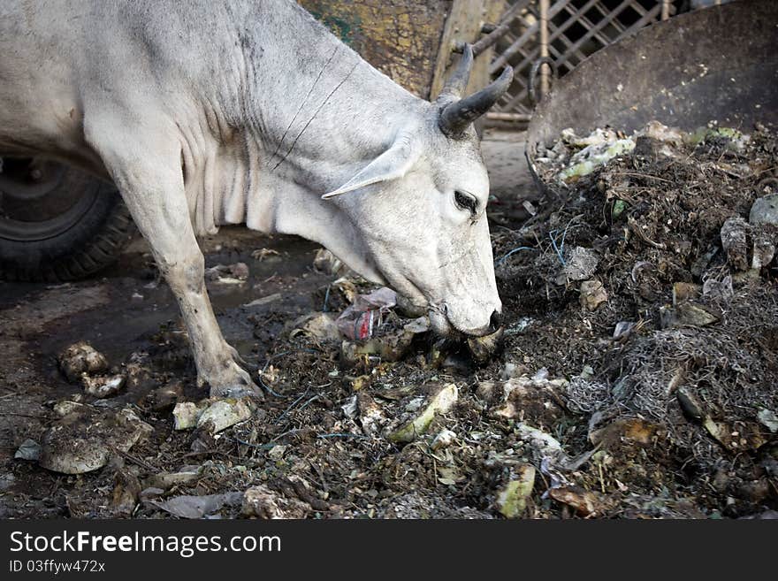 Indian cow eating garbage