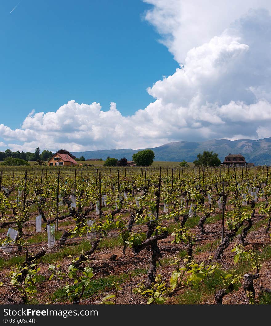 Swiss farms and vineyards