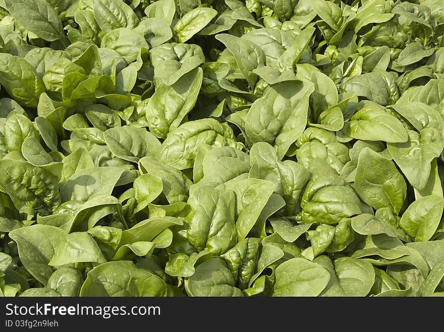 Lettuce close up with a natural sunlight. Lettuce grown in a eco garden.