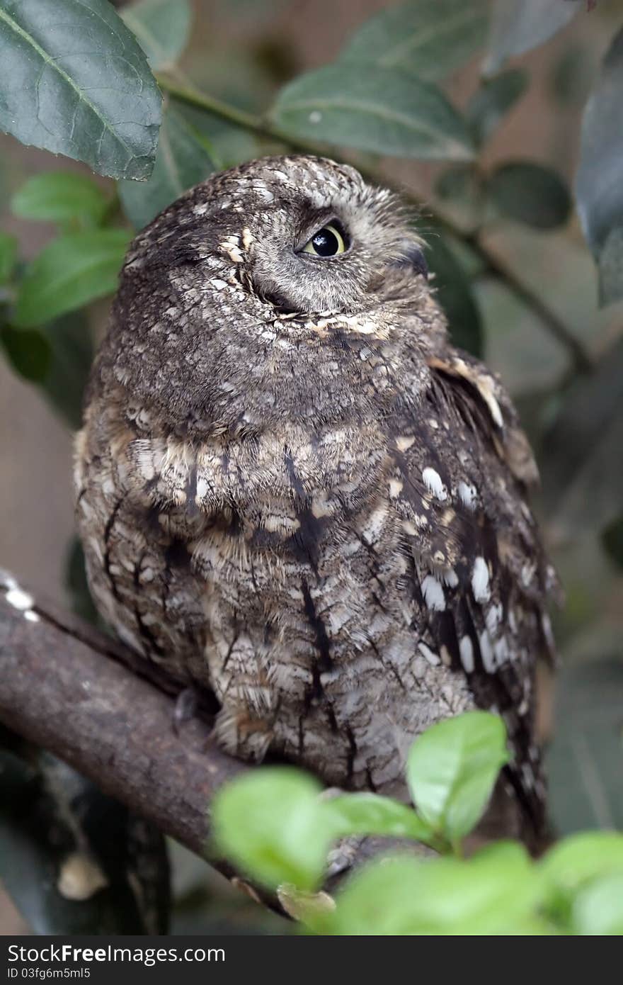 Scops Owl Looking Up