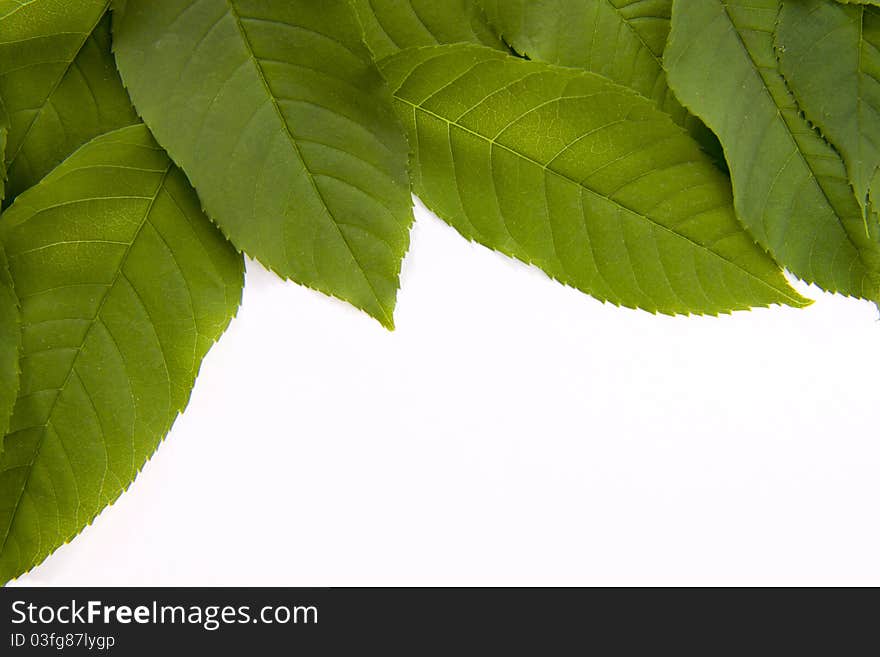 Green leafs to the top and copy space to the bottom. Green leafs to the top and copy space to the bottom.