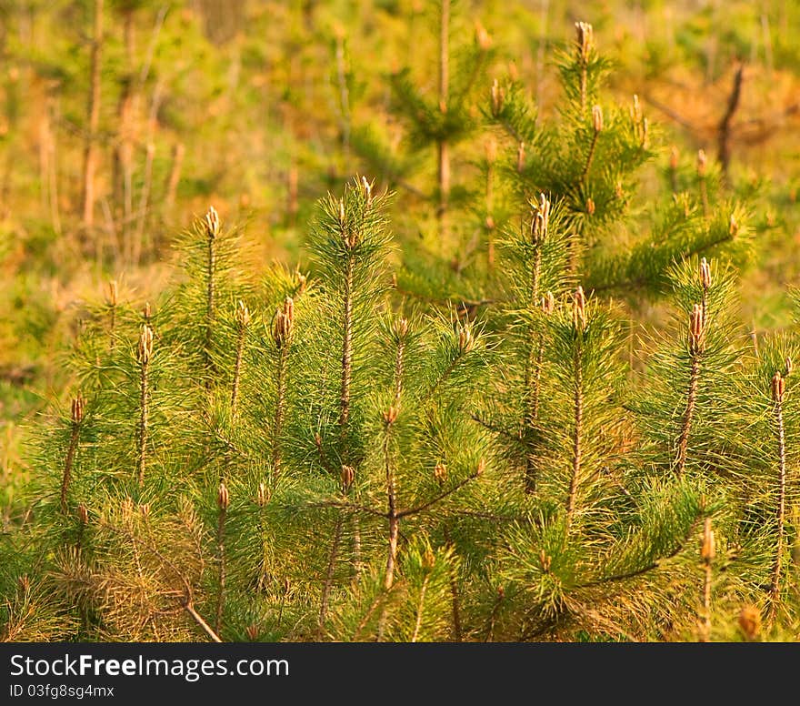 Spring trees