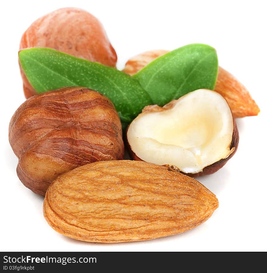 Hazelnut on white background