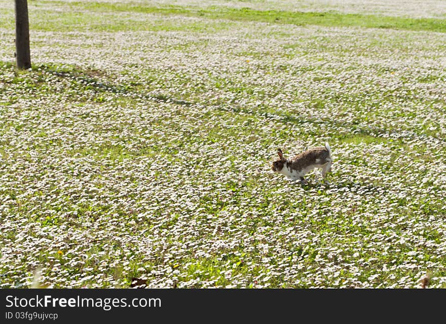 Rabbit runs in the garden