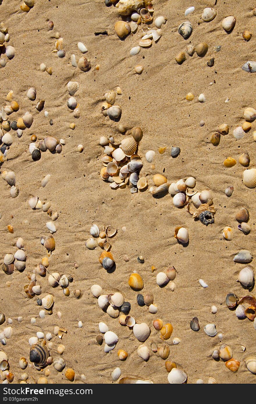 Detail of Small seashells over sand - Vertical view