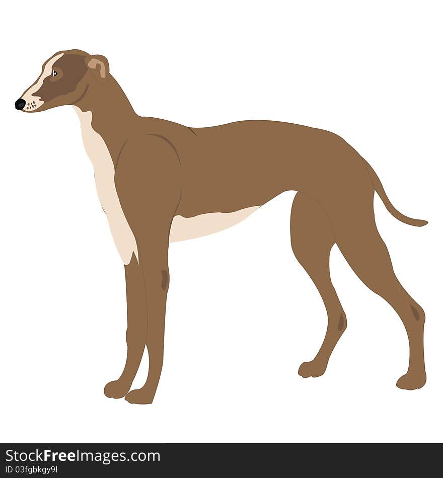 Illustration of the dog of the sort greyhound