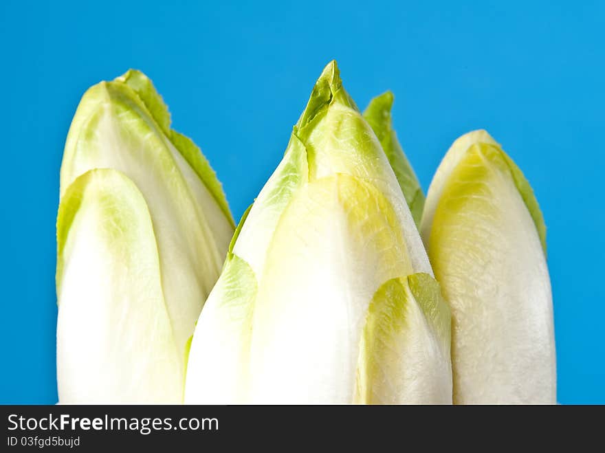 Chicory isolated on blue background. Chicory isolated on blue background