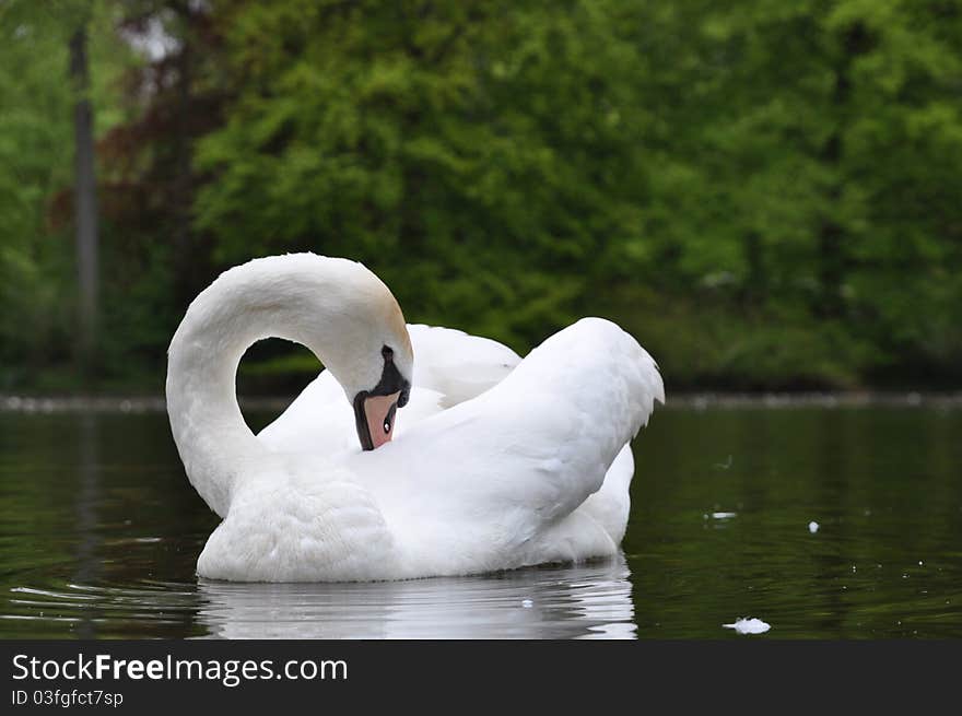 Dutch swan, swimming in spring at the Keukenhof in Holland. Dutch swan, swimming in spring at the Keukenhof in Holland.