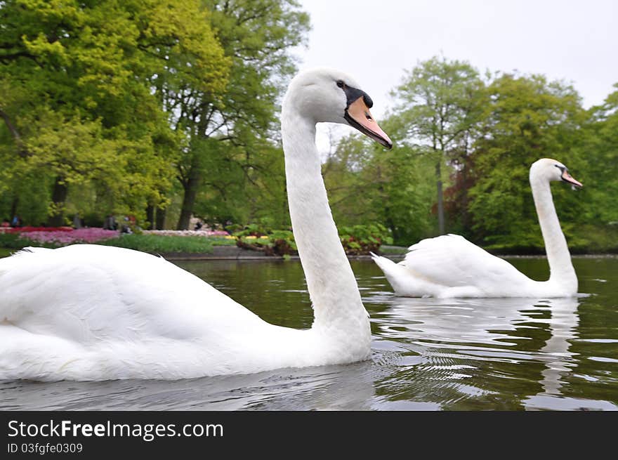 Beautiful swimming swans