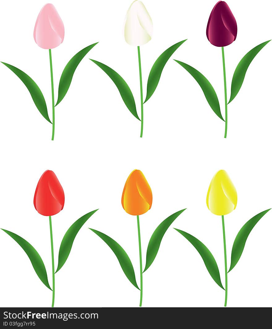 Red, orange, yellow, pink and white tulips. Red, orange, yellow, pink and white tulips