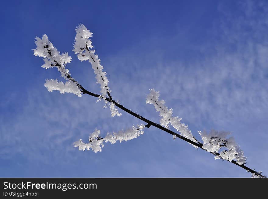 A snowy branch in the sky