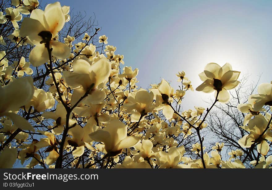 i took this picture at TqingHua University.This is a specific scene of spring. i took this picture at TqingHua University.This is a specific scene of spring.