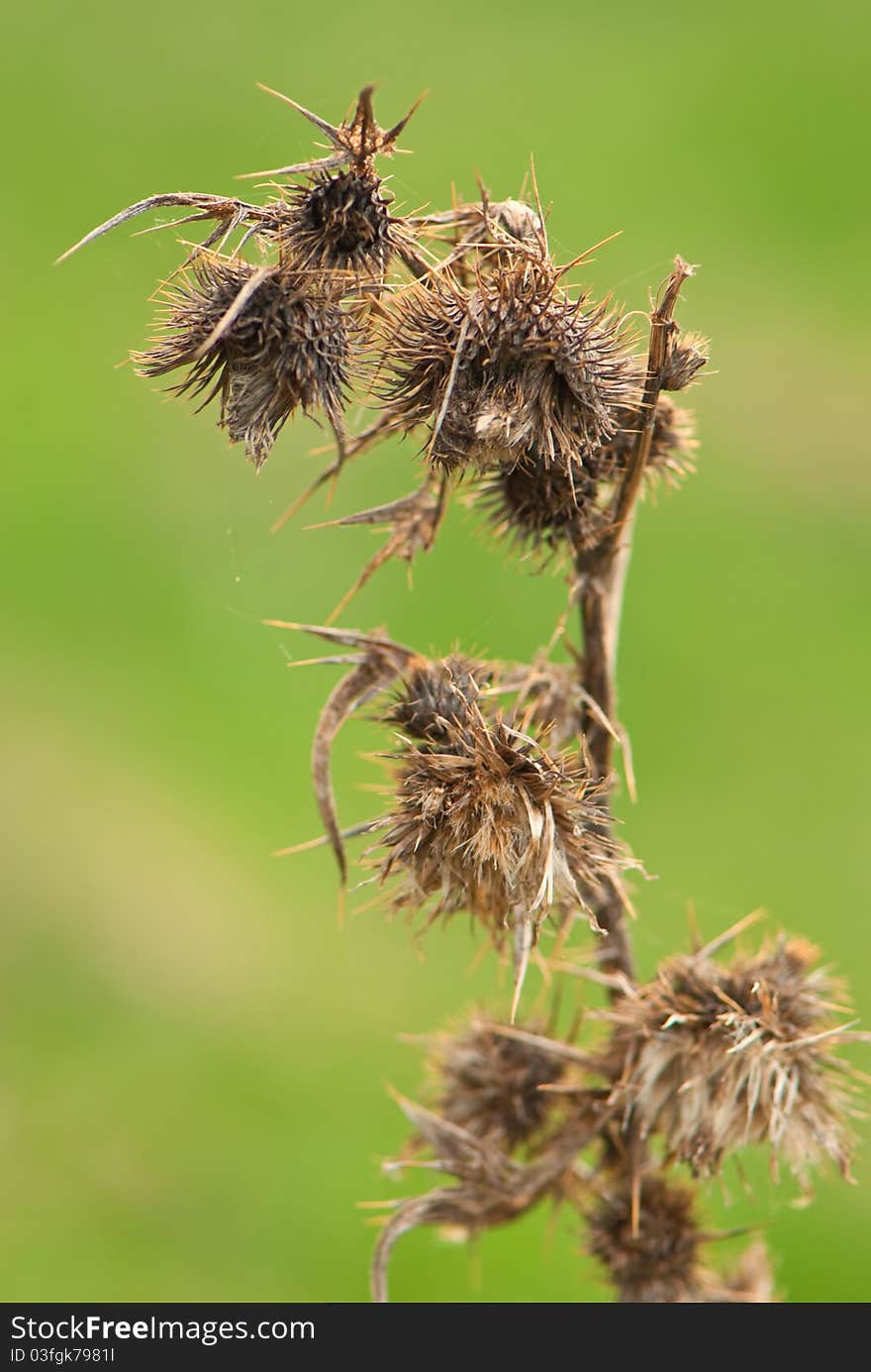 Dried plant at spring season sunset