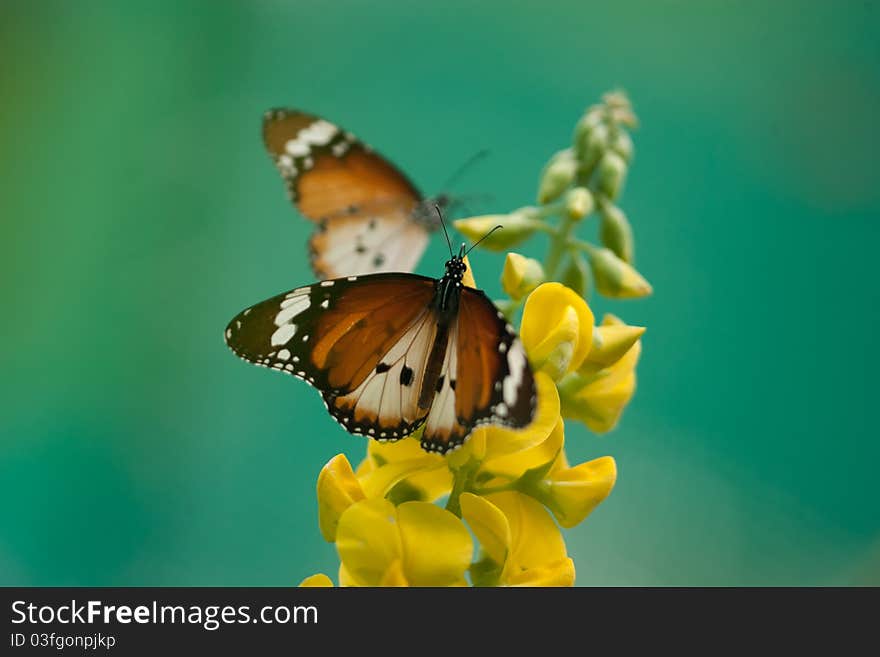 A butterfly in the park stopped on top of flowers.