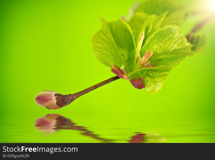 Tree branch with a new bud above the water surface. Tree branch with a new bud above the water surface.