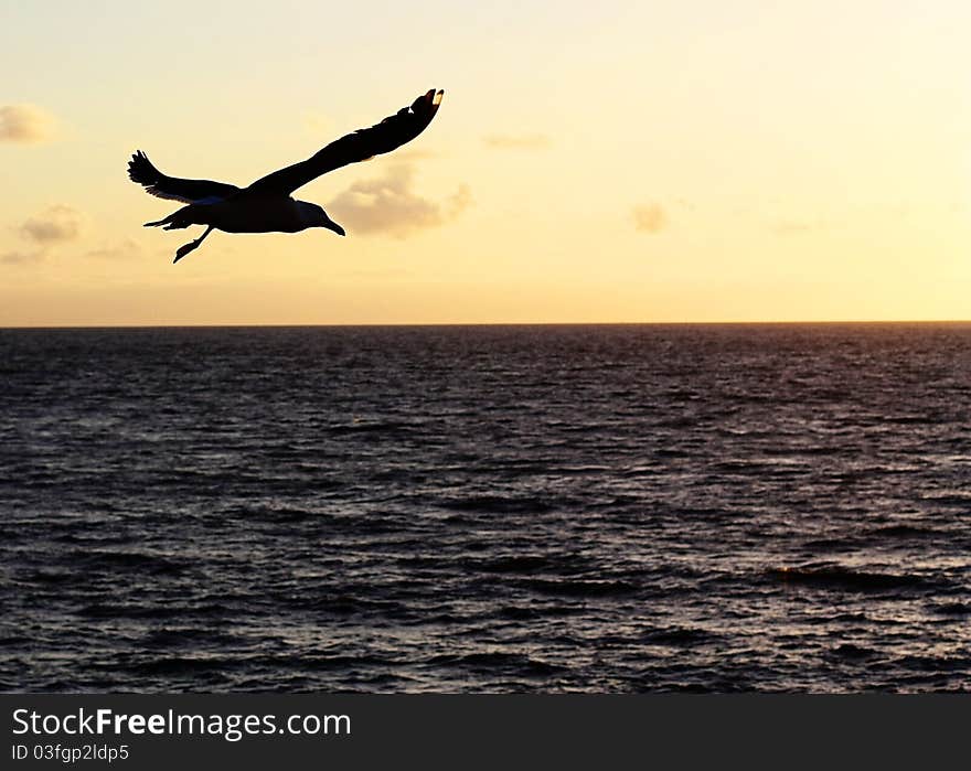 A seagull silhouette against the sunset over the pacific ocean. A seagull silhouette against the sunset over the pacific ocean