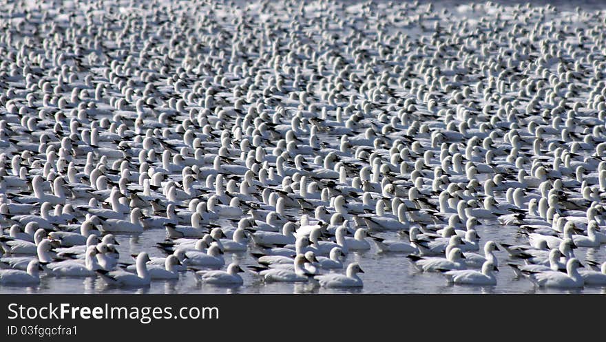 Flock of Snow Geese