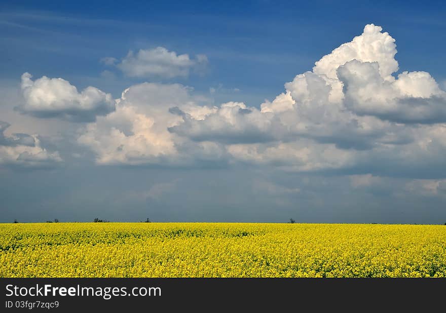 Yellow field of with clouds.