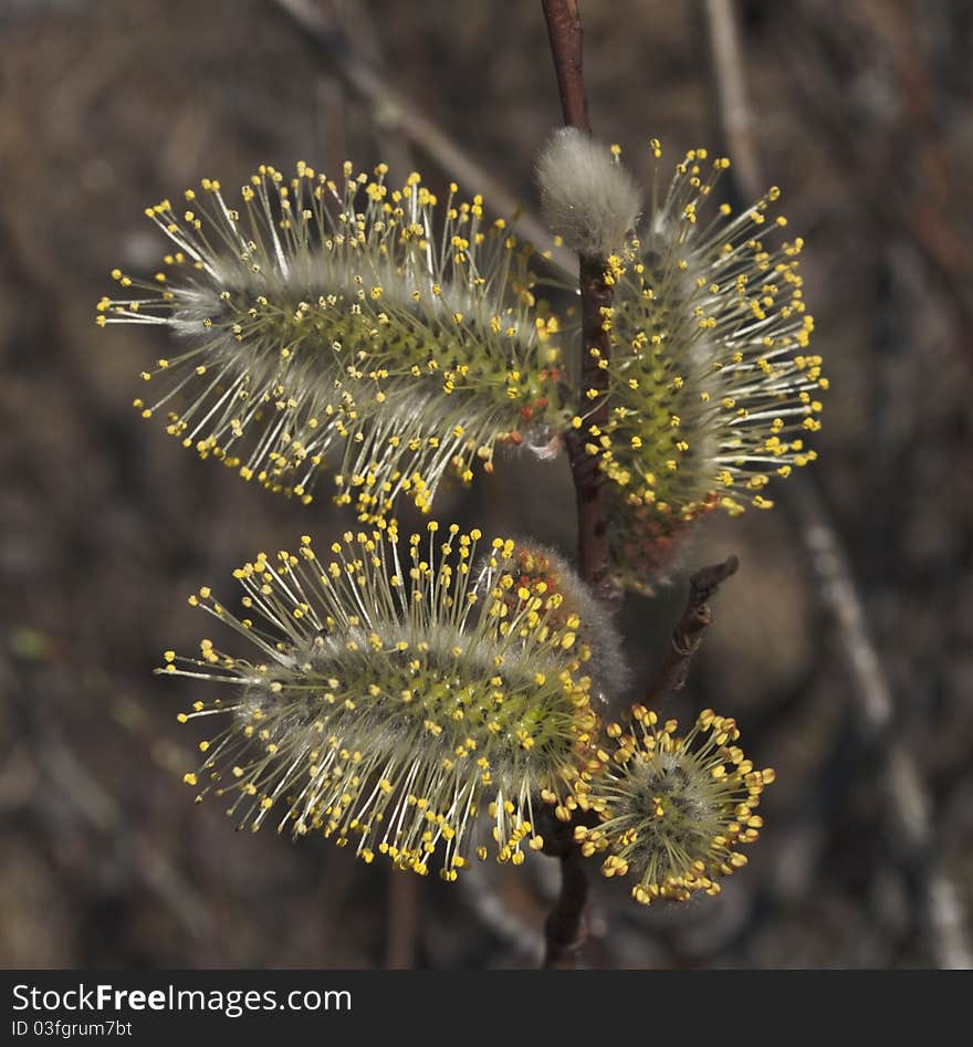 Willow branch