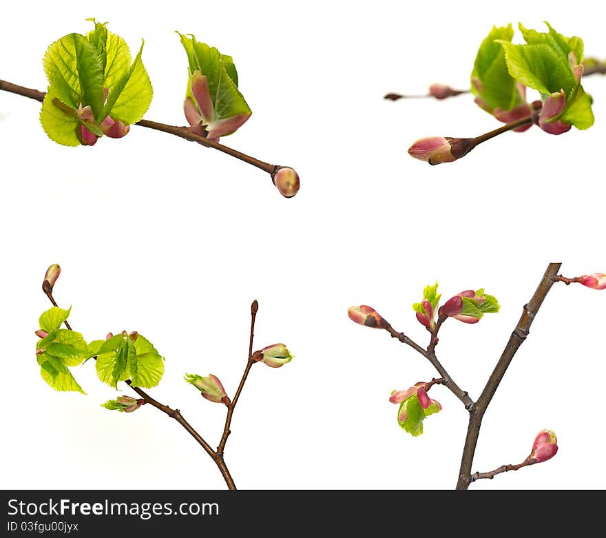 New tree buds on a white background. New tree buds on a white background.